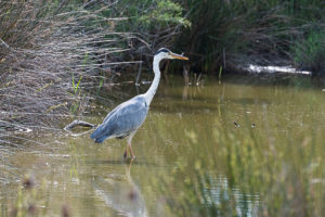 Lire la suite à propos de l’article Parc Ornithologique Pont de Gau