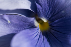 MPC Atelier MacroPhoto (2021/04), Parc de Lacroix-Laval, Marcy-l'Étoile