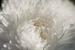 <b>Nuances de blanc</b> - MPC Atelier Macro Photo (2021/04), parc de Lacroix-Laval, Marcy-l'Étoile