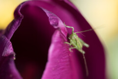 <b>Sauterelle sur le pétale d'une tulipe</b> - MPC Atelier Macro Photo (2021/04), parc de Lacroix-Laval, Marcy-l'Étoile