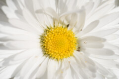 <b>Variété de marguerite</b> et ses habitants - MPC Atelier Macro Photo (2021/04), parc de Lacroix-Laval, Marcy-l'Étoile