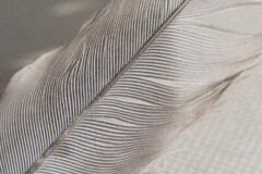 <b>Plume</b> - MPC Atelier MacroPhoto (2021/04)