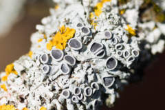<b>Lichen bicolore</b> sur le tronc d'un pied de glycine - MARCY PC Atelier Macro Photo (2021/04)