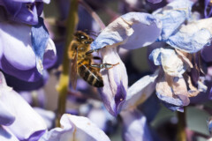 <b>Abeille</b> en pleine activité sur un pied de glycine en fleur - MARCY PC Atelier Macro Photo (2021/04).