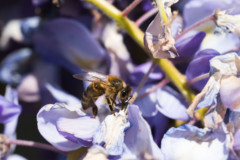 <b>Abeille</b> en pleine activité sur un pied de glycine en fleur - MARCY PC Atelier Macro Photo (2021/04).