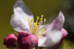 <b>Fleur de pommier</b> - MPC Atelier Macro Photo (2021/04)