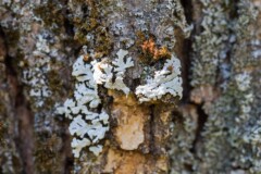 <b>Lichen sur écorce</b> - MARCY PC Atelier Macro Photo (2021/04)