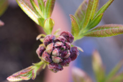 <b>Boutons de fleurs</b> d'une azalée Mollys - MPC Atelier Macro Photo (2021/04)