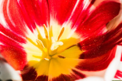<b>Coeur de tulipe</b> - MPC Atelier Macro Photo (2021/04), parc de Lacroix-Laval, Marcy-l'Étoile