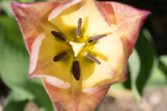<b>Tulipe</b> en fin de floraison - MPC Atelier Macro Photo (2021/04), parc de Lacroix-Laval, Marcy-l'Étoile