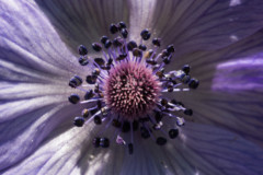 <b>Fleur non identifiée</b> (Anémone?) - MPC Atelier MacroPhoto (2021/04), parc de Lacroix-Laval, Marcy-l'Étoile