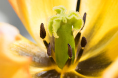 <b>Tulipe</b> en fin de floraison - MPC Atelier Macro Photo (2021/04), parc de Lacroix-Laval, Marcy-l'Étoile