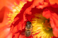 <b>Abeille en pleine activité</b> - MARCY PC Atelier Macro Photo (2021/04), parc de Lacroix-Laval.