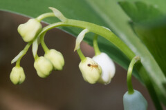 <b>Muguet et son habitant</b> - MPC Atelier MacroPhoto (2021/04), Bois de la Lune, Tour de Salvagny