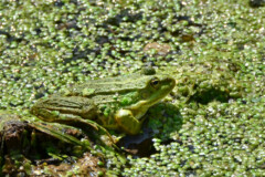 <B>VERT</b> | Grenouille, rencontrée lors d'une randonnée (Deux-Sèvres).