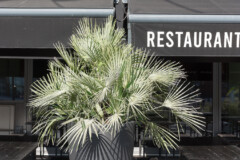 <b>VERT</b> | Palmier, sur fond de façade noire (Quartier de la confluence)