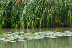 <b>VERT</b> | Nature domestiquée en ville, bassin dans le quartier de la Confluence (LYON)